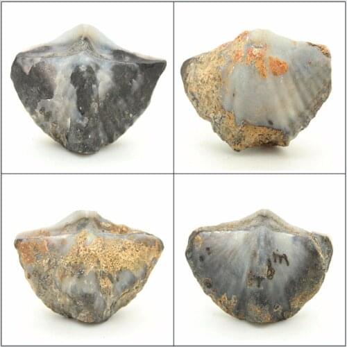 No. fossils natural specimens British Shiyan Yan Shi of child Ishihara good value teaching specimens
