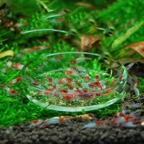 Glass Aquarium Shrimp Food Feeder Feeding Bowl Cup Fish Tank Food Feeder Dish Container For Crystal Red Shrimp Snail Fish