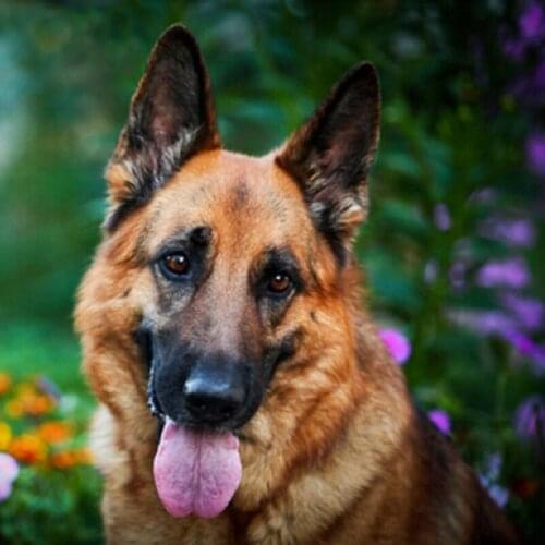 Full Square Diamond 5D DIY Diamond Painting "Animal Pretty Dogs" Embroidery Cross Stitch Rhinestone Mosaic Painting Decor Gift