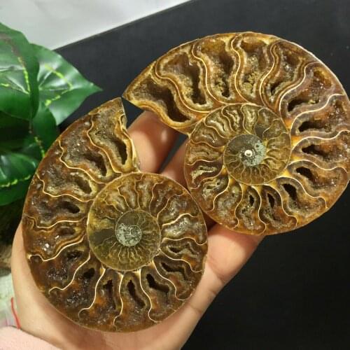 1pair of Split Ammonite Fossil Specimen Shell Healing Madagascar 240-300g