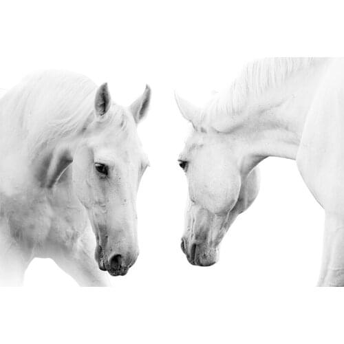 Animal poster canvas painting modern home art giant black and white pictures White Horse Beauty Lovers bedroom recommendation