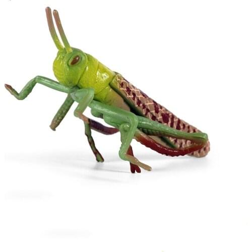 Simulation Grasshopper Animal Model Collection Action Figures Teaching Educational Toys