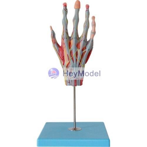 HeyModel Hand Muscle Attached to the main vascular nerve model