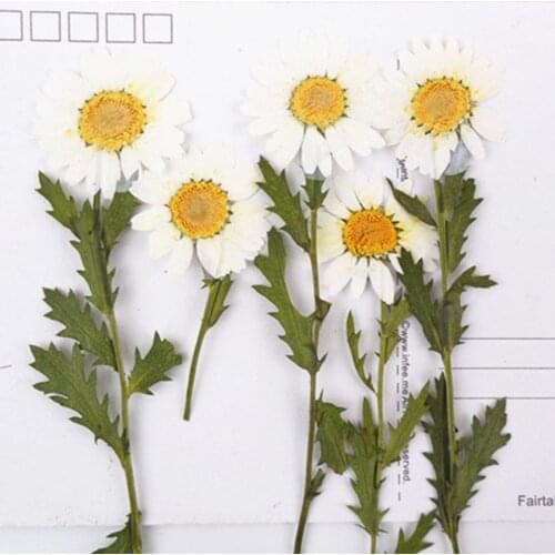 60pcs Pressed Dried White Chrysanthemum Paludosum Stalk Flower Plants Herbarium For Jewelry Bookmark Phone Case Postcard DIY