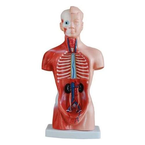 28cm medical anatomical Human anaomy Torso Body Model with Internal Organs 15parts