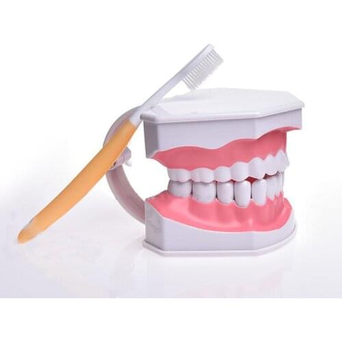 Demo / can pull teeth / mouth model Teach children to brush teeth model with teethbrush
