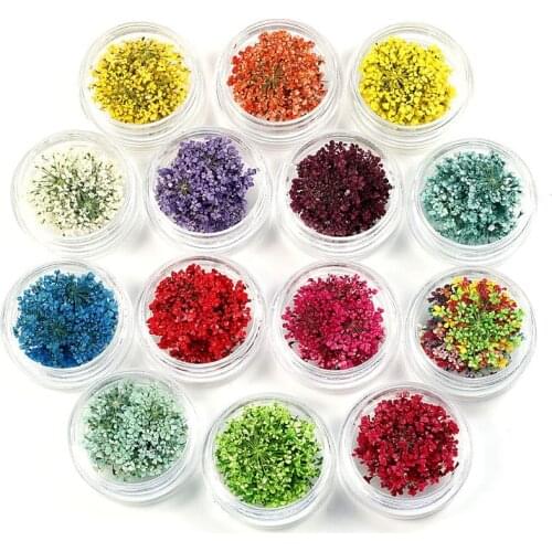 100pcs Pressed Dried Ammi Majus Flower with Box Dry Plants For Epoxy Resin Pendant Necklace Jewelry Making Craft DIY Accessories