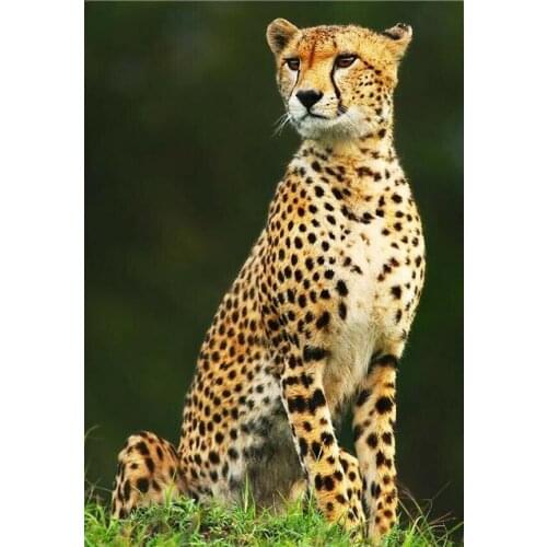 Wild african cheetah animals picture Art Film Print Silk Poster for Your Home Wall Decor 24x36inch