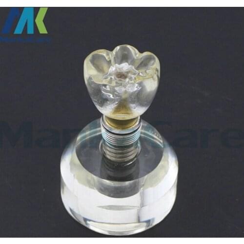 Dental Implant Demonstration Model Teeth Study Teach Model Dental teeth model Crystal Base Hard Plastic tooth model
