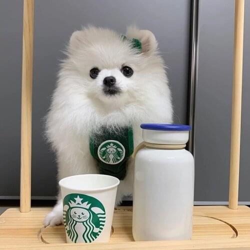 Cute Cartoon Cat Bibs Dog Clothes for Small Dogs Yorkshire Halloween Coffee Shop Assistant Pet Costume Designer Dog Christmas