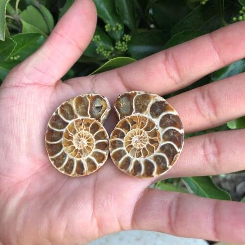 Beautiful color!!!Its one of Madagascars rarest natural seashells