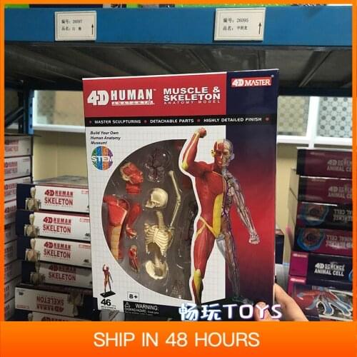 4d Human Muscle Model Torso Anatomy Skeleton DIY Gift Children Toy Puzzle Educational Internal Organs Muscular Figure