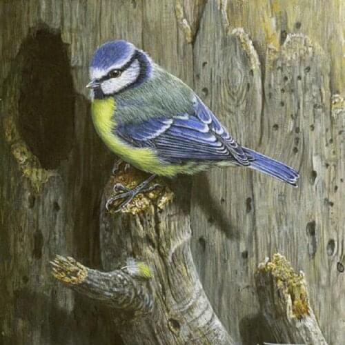 Full Round Drill bird 5D DIY Diamond Painting Square Diamond Animal Embroidered Crystal Mosaic Gift Cross Stitch Art Home Decor