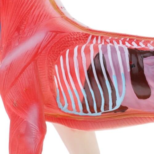 4D Vision Animal Anatomy Model - 72 Acupuncture Points Dog Model with Base