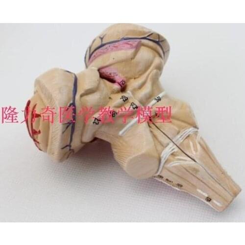 Human medicine Brain anatomy model Cerebral arteries brain stem removable