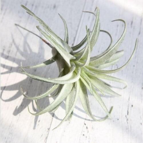 LanLan Artificial Pineapple Grass Air Plants Fake Flowers as Home Wall Decoration