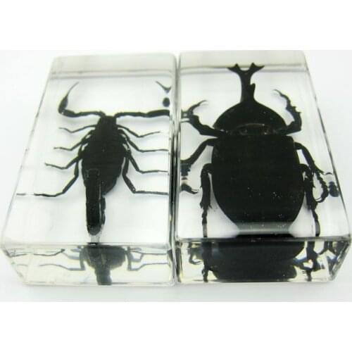 2 pcs Handmade Scorpion Unicorn Beetle Specimens Lucite Acrylic