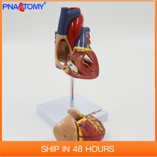 Life size human heart model anatomical medical organ teaching science resources