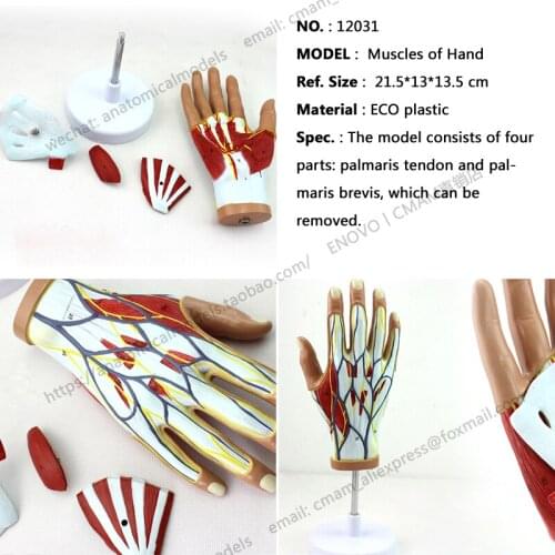 CMAM/12031 Muscles of Hand - 4 Parts, Plastic Human Body Muscle Teaching Anatomical Model