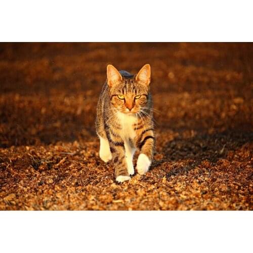 Diamond Painting Full Drill Cat Broderie Diamant Animal Diamond Cross Stitch American Style Home Decor Acrylic Picture stitch