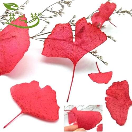 100pcs Red Pressed Dried Ginkgo Biloba Maidenhair Leaf Plants Herbarium Jewelry Pendant Bracelet Earrings Making Accessories