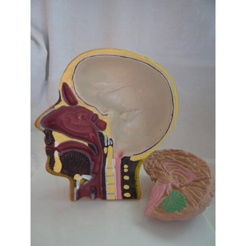 Detachable Human Brain Cross-Section Half Model Life Size Anatomy Skeleton Dental Anatomical Brain Anatomia Exploded Human Skull