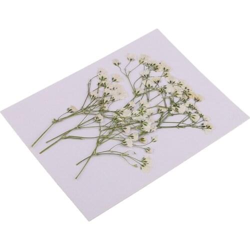 10pc/ Pack Real Pressed Dried Flower Babysbreath DIY Scrapbooking Art Craft