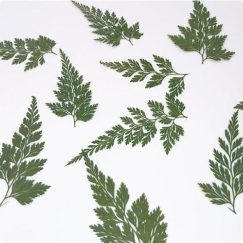 Fresh Green Dried Pressed Leaf Leaves Plants Herbarium For Candle Making