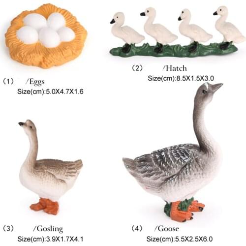 Plastic Lifelike Goose Growth Cycle Model Life Cycle Animal Model 1 Set of 4