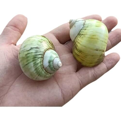 5-6cm Natural Yellow Turban Conch Shells Turbo Seashell Snail Hermit Specimen Fish Tanks Aquarium Landscaping Ornament
