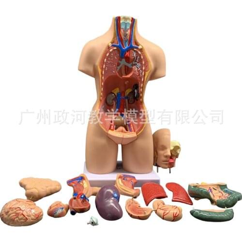19parts 55cm Human Torso Model Assembled Medical Human Heart Lung Anatomy Body Bisexual Anatomical Science Educational Toys