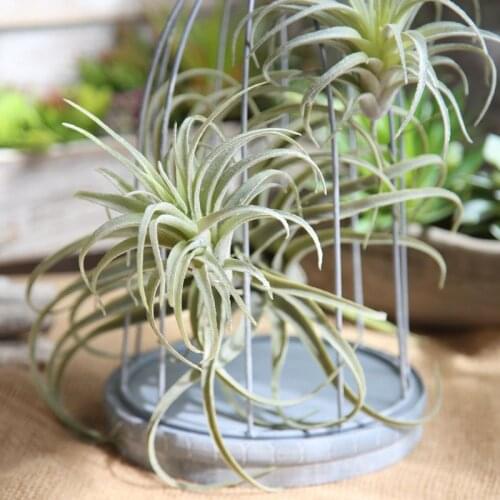 Artificial Pineapple Grass Air Plants Fake Flowers as Home Wall Desktop Decoration Pineapple leaf