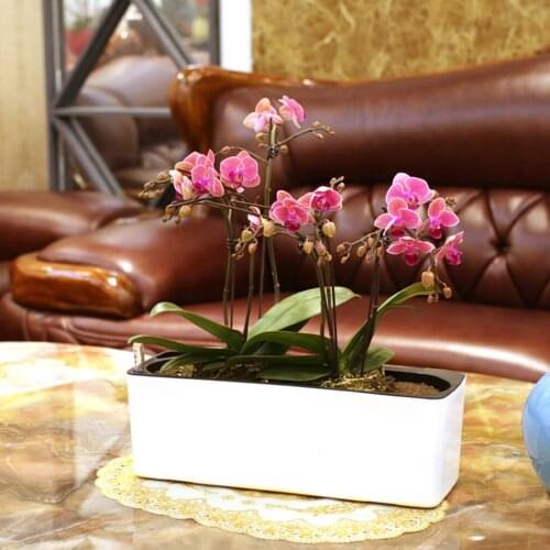 Rectangular Self Watering Planter for Indoor and Outdoor, Planter Includes Water