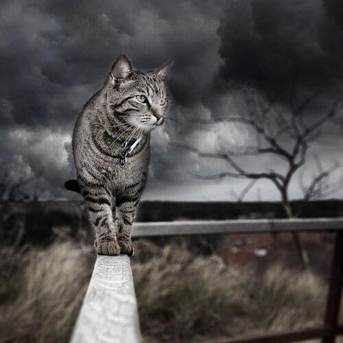 5D DIY diamond painting CAT Full square/round Embroidery Pattern 3D Cross stitch kits mosaic wall stickers