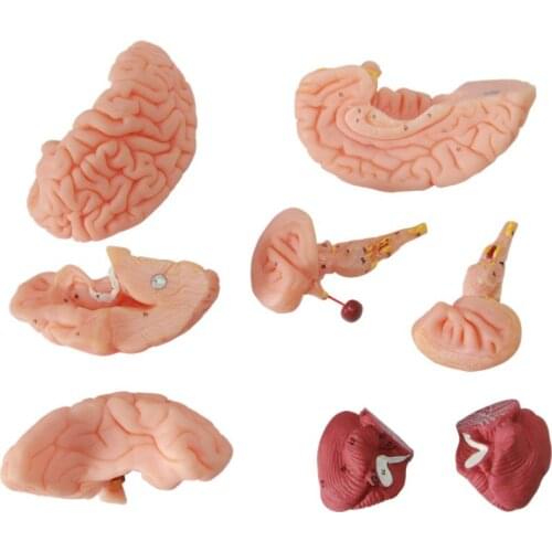 Brain Artery Model 1:1 Brain Anatomy Model with cerebral sagittal section hemisphere cerebellum and brainstem