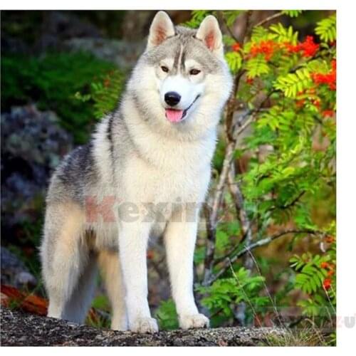 Kexinzu 5D DIY Full Square Drill Diamond Painting"Animal Dog"3D Embroidery Rhinestone Cross Stitch 5D Home Decor Gift K815