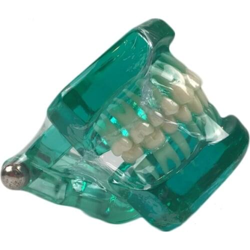 Blue clear color Orthodontic teeth models dental education model jaws Teeth and Jaw Models denture teaching class study