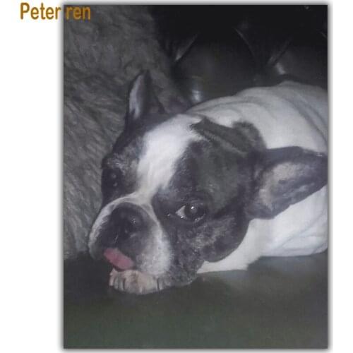 Diamond painting dog cross stitch Animal paintings 5d Square\Round Diamond mosaic Rhinestone Full Diamond embroidery Prone puppy