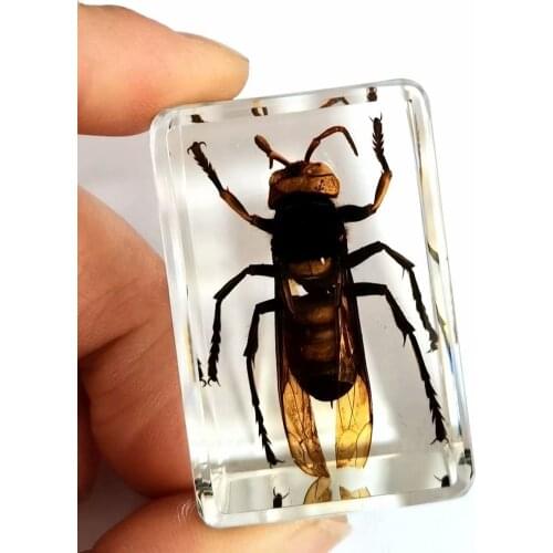 Fashion Chic Bee Insect Taxidermy Embedding Vogue paperweight