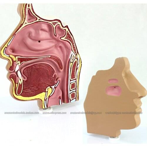 CMAM/12509 Nasal cavity, Human Respiratory System Medical Teaching Anatomical Model