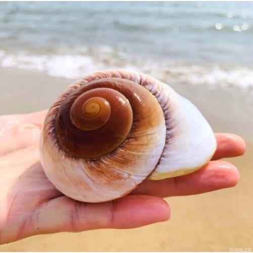 Roll shell fish hermitage crab spare replacement shell special natural shell conch bread snail aquarium decoration