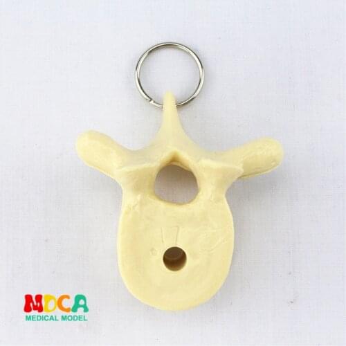 Human spine key buckle ornament gift pendant key buckle human.organ anatomy medical teaching toy YSK017