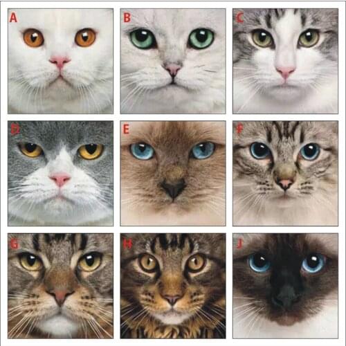 3D DIY Diamond Painting Full Square Diamond Animal Cat Face Mosaic Home Decoration Mural Gift LY022