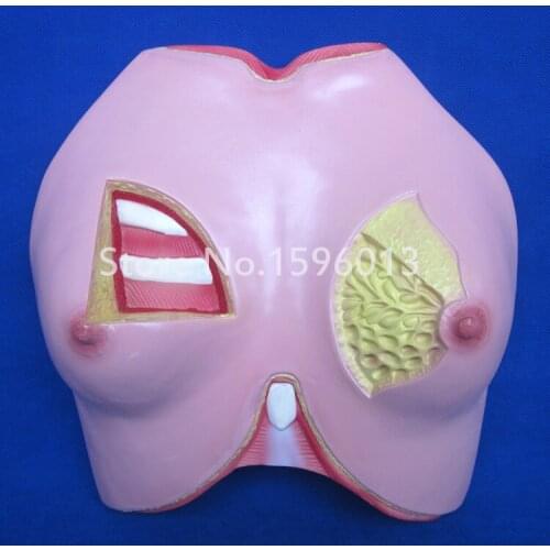Breast anatomical model,Female Breast Model,,Breast Anatomy Teaching Model