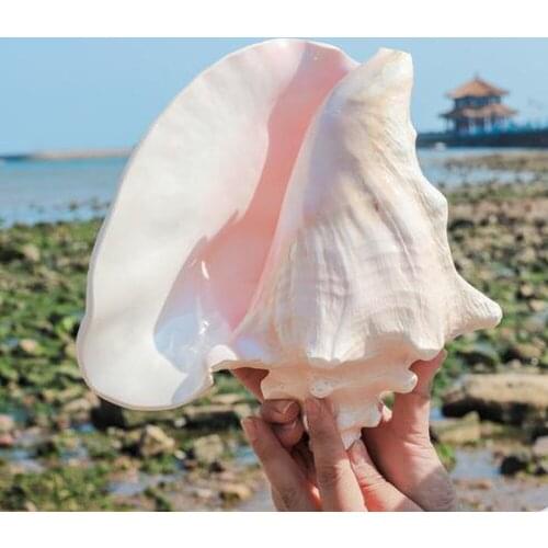 1pcs natural Conch sea shell rouge conch shell&queen conch shell for home decoration or gift