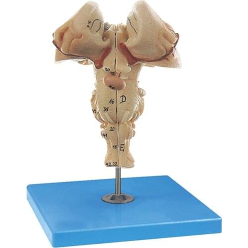 Brainstem Model in 2 Sections Medical Anatomical Model High quality NE