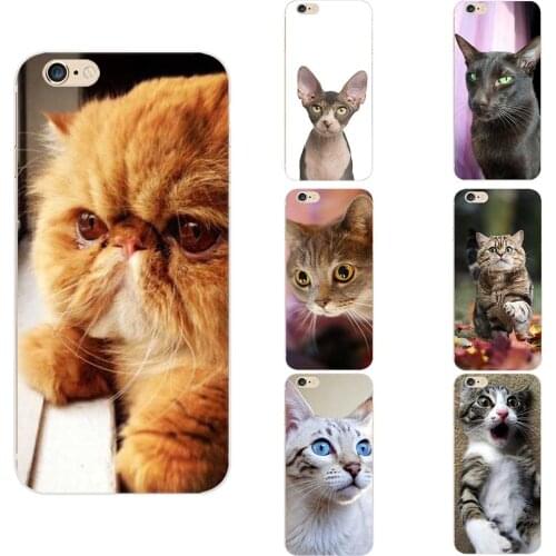 Customized Lovely Cute Cat Face Animal Theme TPU Phone Cases Cover For iPhone 6 7 8 S XR X Plus 11 12 Mini Pro Max SE 2020