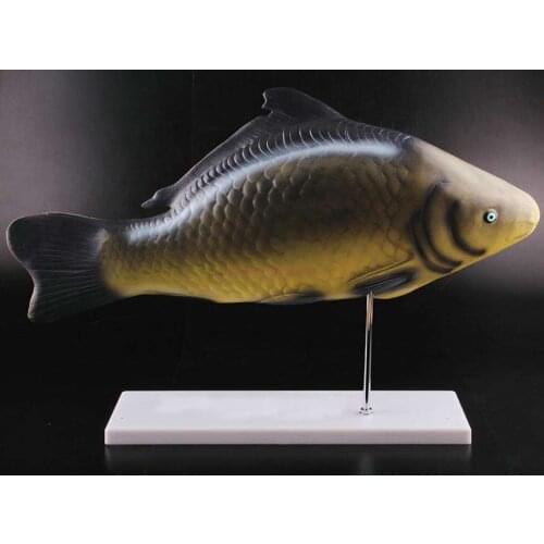 Fish anatomical model removable internal organs junior high school biology teaching demonstration teaching aids science teaching