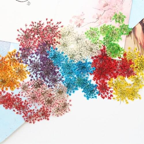 Lace Snow Bead Flower Dyeing Dried Flower Embossing DIY Hand-made Glue To Make Mobile Phone Shell Plant Specimen Pressed Flower