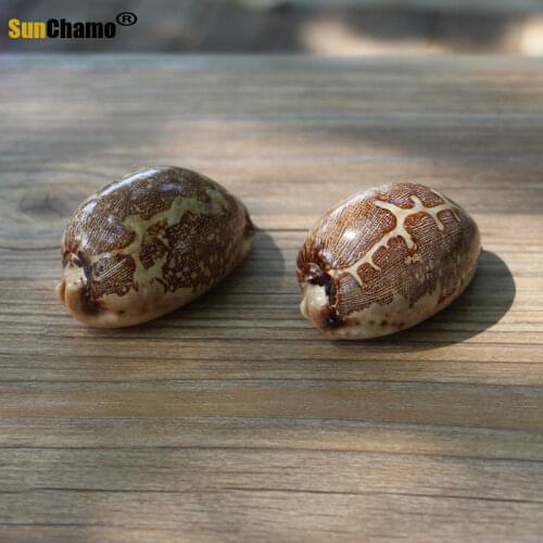 New Natural Conch Home Creative Aquarium Jewelry Travel Gifts Children Play Decoration Crafts Shells Starfishes Creative Gifts